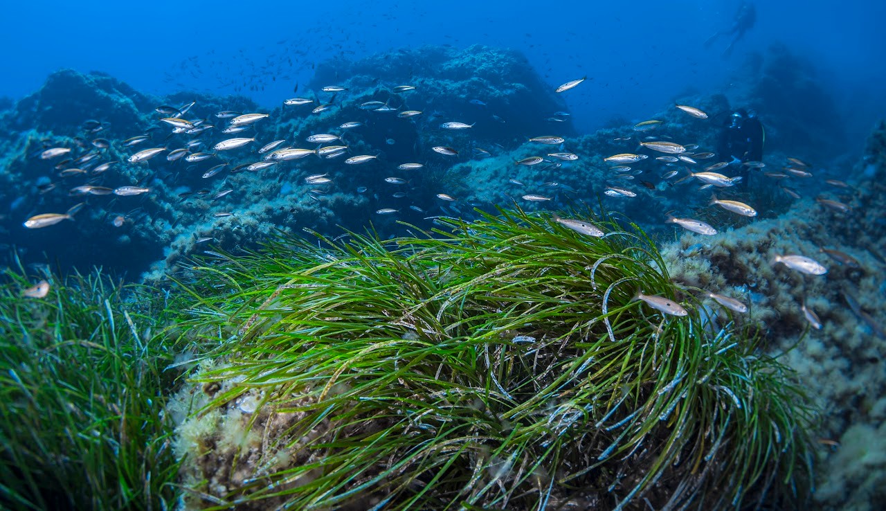 Seagrass-Posidonie (Posidonia oceanica)