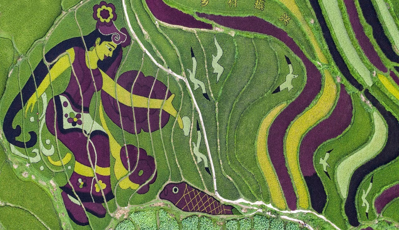 Colorful rice fields in Yunnan, China