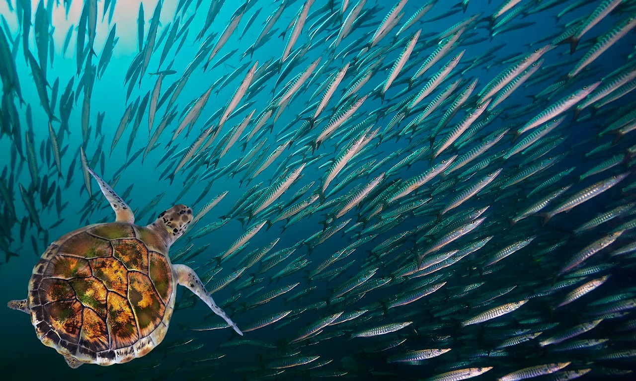 Turtle. (Green Sea Turtle - Chelonia mydas), Red Sea