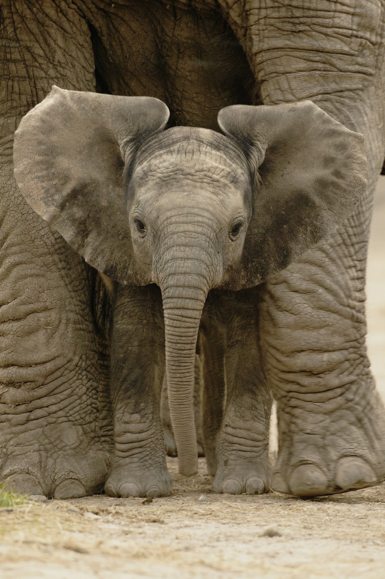 African elephant (Loxodonta africana) baby standing between legs of mother, captive, Knowsley Safari Park, UK 