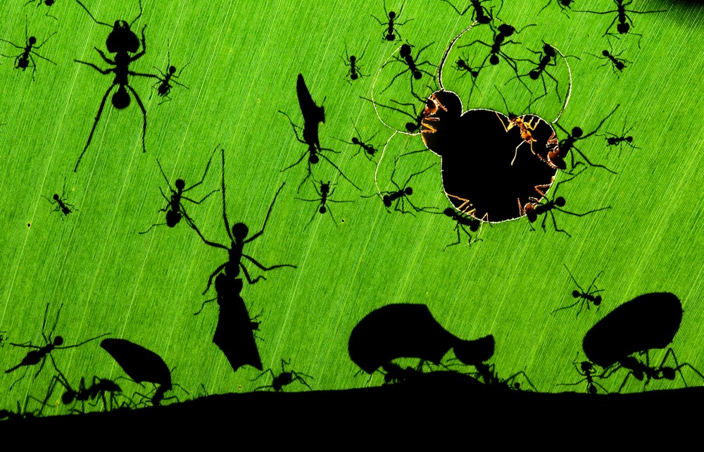 I spent many days with photographing Leaf Cutter Ants. I know five different anthives in the neighbourhood of a lodge in Costa Rica where i lived 6 months. The nearest hive is about 200 meter far from the lodge, which is ideal to the ants to take a visit to collect the plants and flowers of the garden oftens. The interesting part of the action is that the ants only come out to the surface after sunrise and were the most active at night. I used tripod and one flash to take the photo, from the level of the banana leaf. Baiting: none.