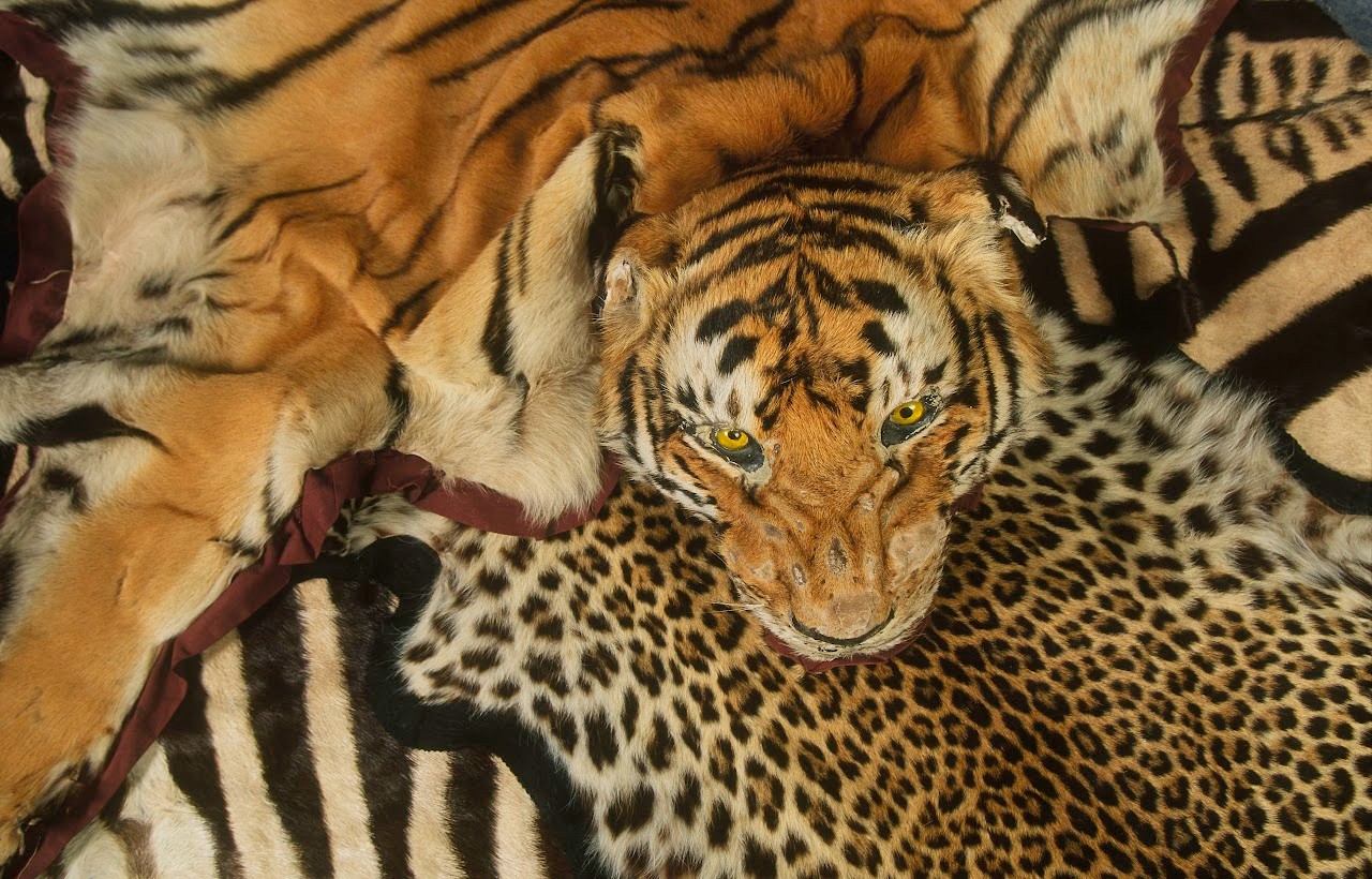 Tiger and other skins confiscated at Heathrow Airport. United Kingdom. Tiger skins are still in demand as luxury decorative items in some countries, and other tiger parts coveted for their alleged ‘medicinal’ properties. WWF is working to end poaching and the illegal trade in tiger parts, in coutnries where wild tigers live and through transit countries to those where such products are in demand.